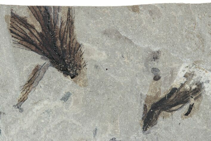 Detailed Fossil Feathers - Green River Formation, Utah #242708
